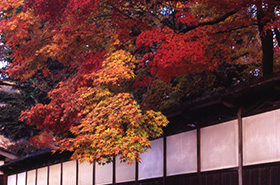 石油の里 紅葉まつり